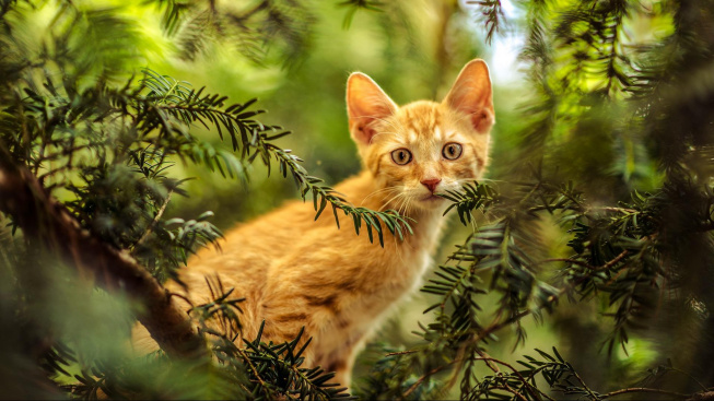 Polští vědci mají jasno: Kočky jsou cizí, invazivní druh!