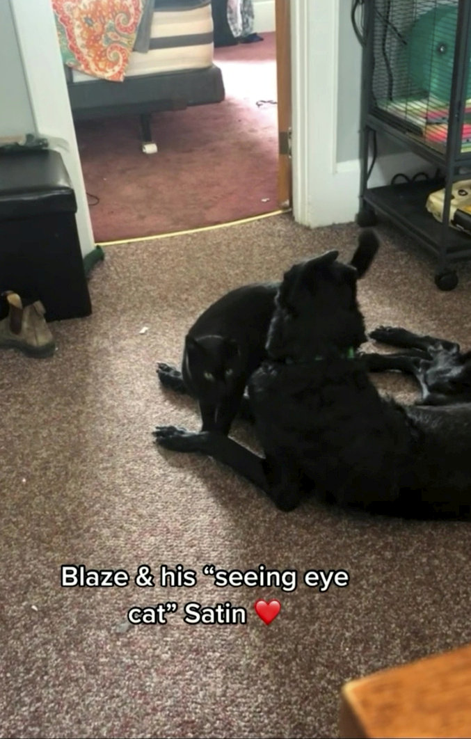 Slepý pes a vodicí kočka