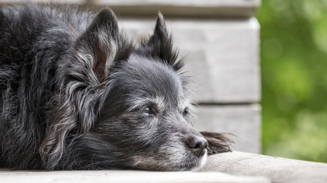 Ztráta sluchu psích seniorů může souviset s rozvojem demence