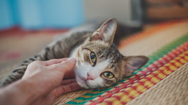 Kočičí nadšenci mohou při kontaktu s kočkami snáze dělat chyby
