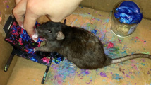 Potkaní malíři