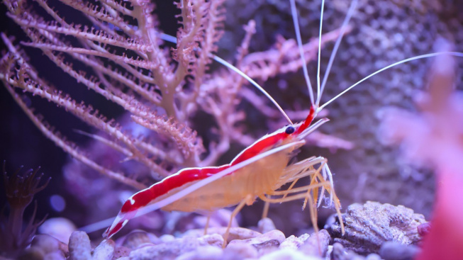 Krevety - milí a šikovní pomocníci do každého mořského terária