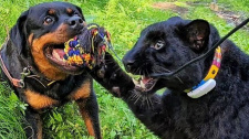 Panter a rotvajler