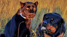 Panter a rotvajler