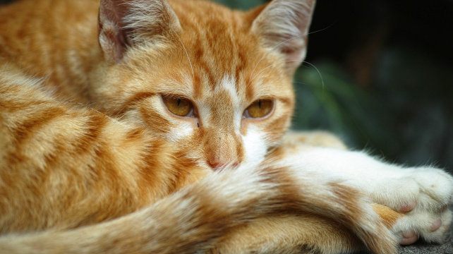 Když si kočka zraní ocas