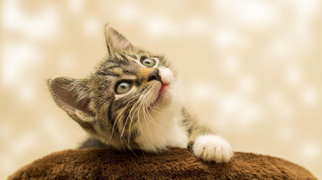 První pomoc: Nejčastější akutní zdravotní obtíže u koťat