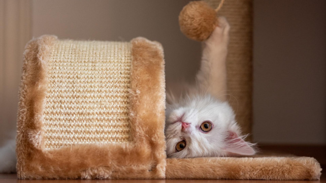 Klubíčka a schovávačky. Jaké hračky jsou pro kotě nebezpečné?
