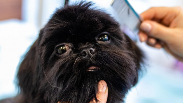 Jak na česání psa