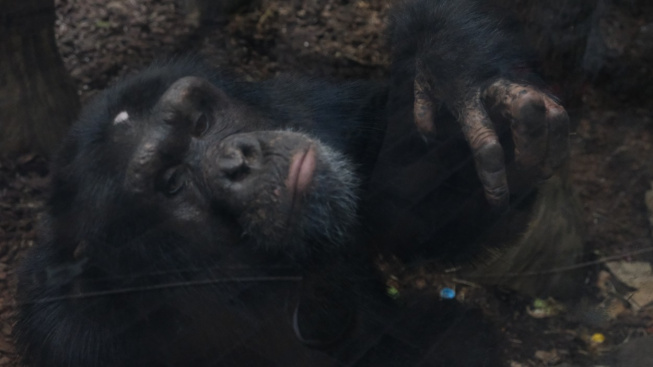 Z charkovské zoo utekl šimpanz. Když začalo pršet, došel si pro bundu a vrátil se
