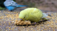 Jak a proč pomoci papouškovi přibrat na váze
