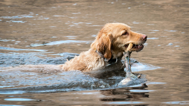 Proč mokrý pes zapáchá a co s tím dělat?