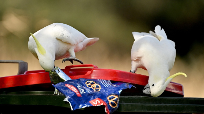 Válka o odpadky v australských městech ukazuje schopnost papoušků učit se