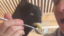 Kočka zlodějka jídla