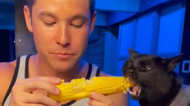 Kočičího zloděje jídla internet miluje. Má 1,5 milionu fanoušků