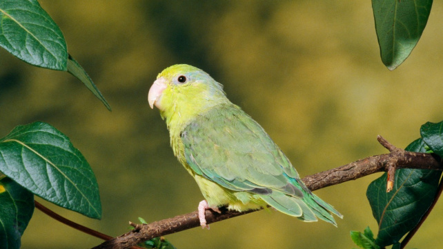 Papoušíček šedokřídlý - roztomilý a kurážný společník do bytu