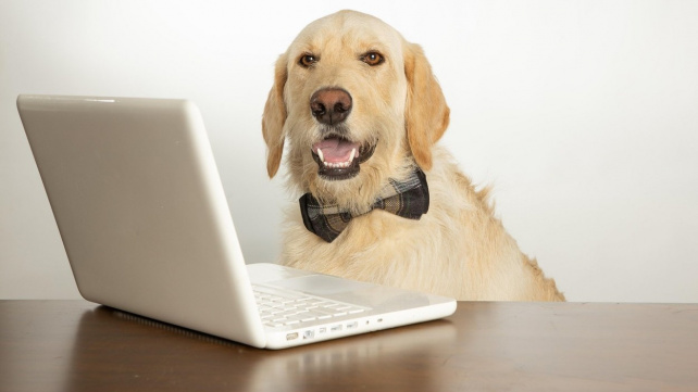 Vědci vytvořili virtuálního labradora. Má pomoci předcházet pokousání lidí