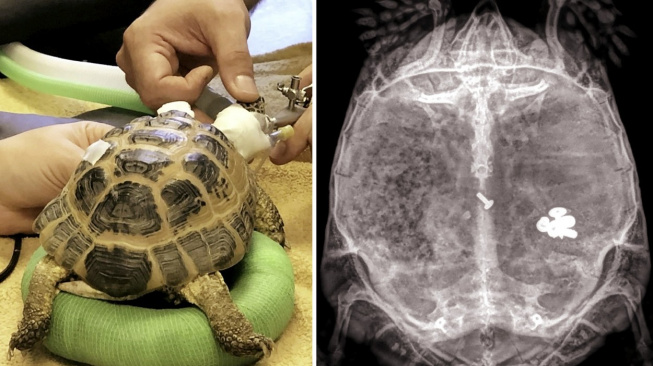 Zvědavý želvák spolykal šroubky. Život mu zachránila složitá operace