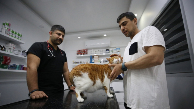 Hubnutí bez diety? Obézní kočka zhubla pomocí botoxu žaludku