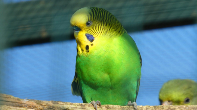 Aspergilóza papoušků: Zákeřná infekce plic vyčkávající na oslabení imunity