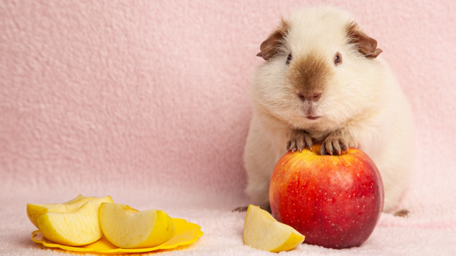 Když morče nemá chuť k jídlu