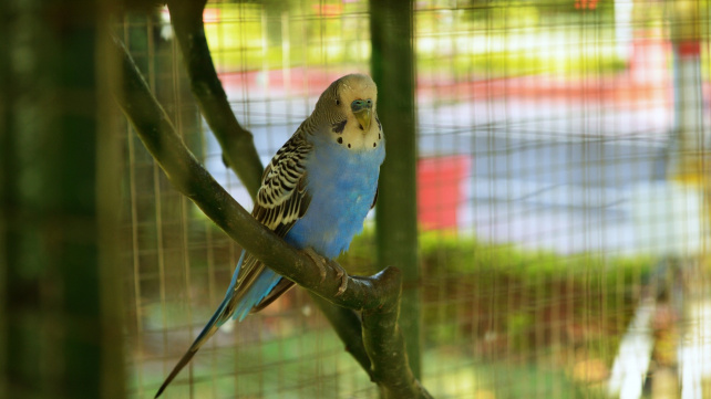 Bojácný papoušek a jak s ním pracovat