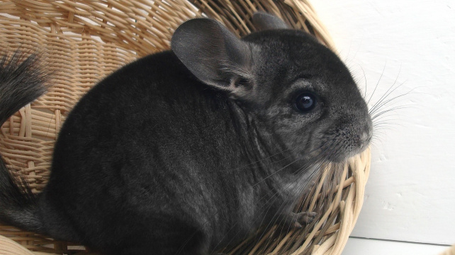 Uši činčil jsou křehké. Zranění často končí amputací