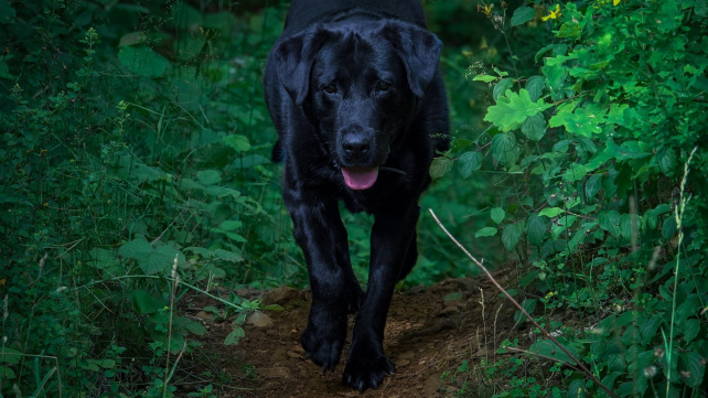 Pes uvězněný mezi papírovými kočkami úplně zdřevěněl