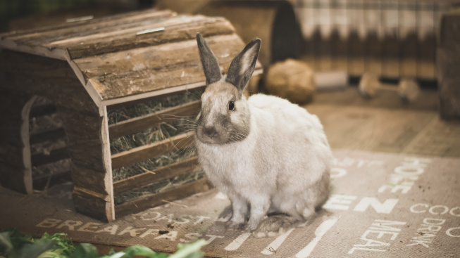 Paralýza: Když králík ztratí kontrolu nad končetinami