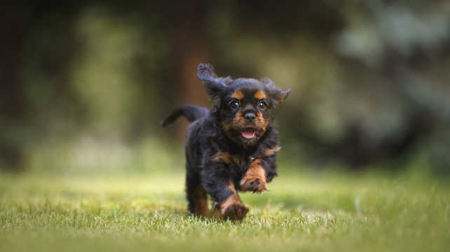 Šest běžných projevů chování štěňat a co znamenají