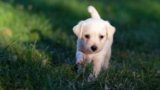 Co je syndrom třesoucích se štěňat?