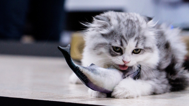 Ryby do jídelníčku koček patří. Ale ne syrové