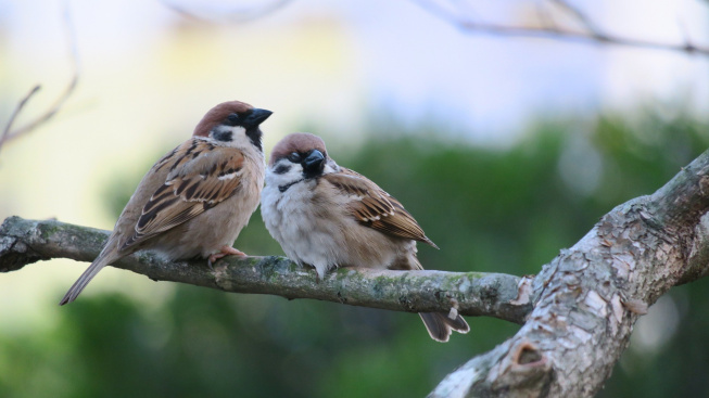 Ptačí zpěv zlepšuje duševní zdraví a vyvolává v lidech radost