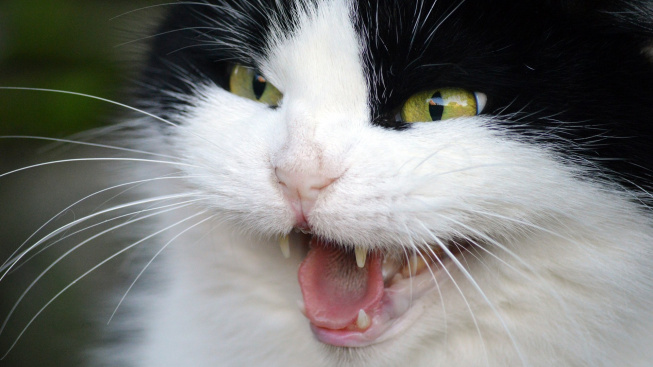 Za bojácnost a agresivitu koček může špatná socializace v prvních 12 týdnech