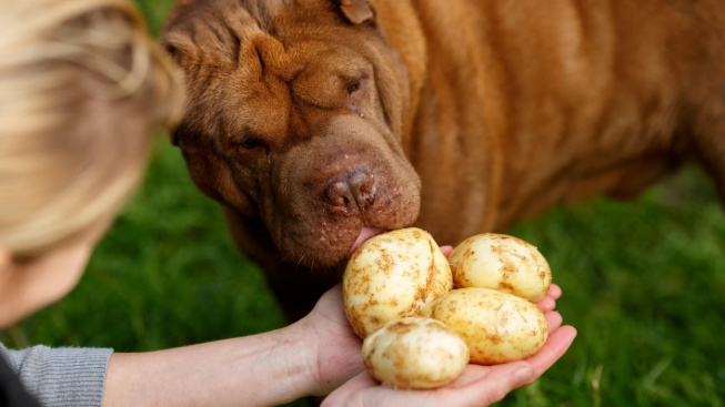 Může pes jíst brambory?