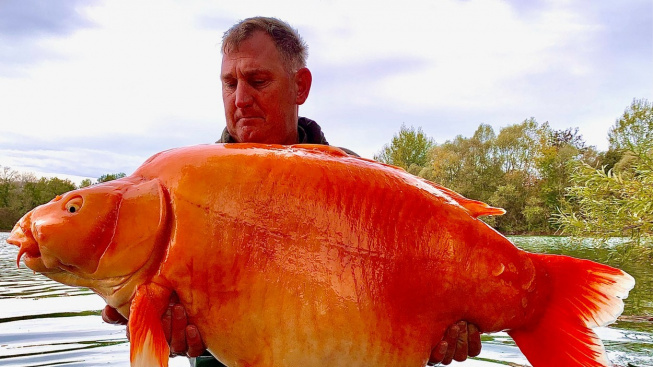 Rekordní zlatá rybka Karotka váží přes 30 kilo, rybář ji pustil zpět do rybníka
