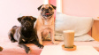 Mopsí kavárna spojuje dva požitky - kávu a mazlení se psy