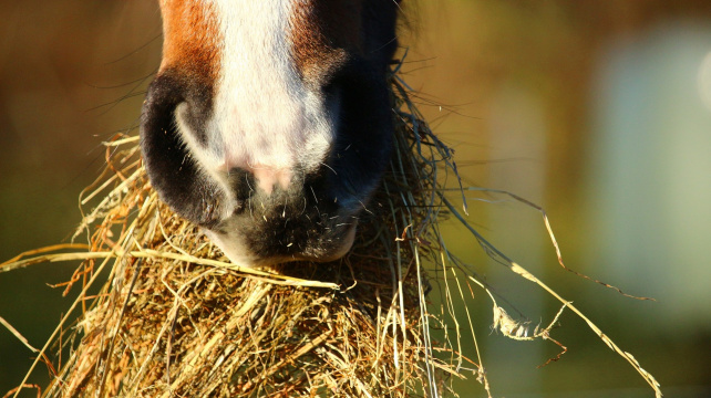 Běžná úprava sena pro koně může výrazně snižovat jeho výživnost