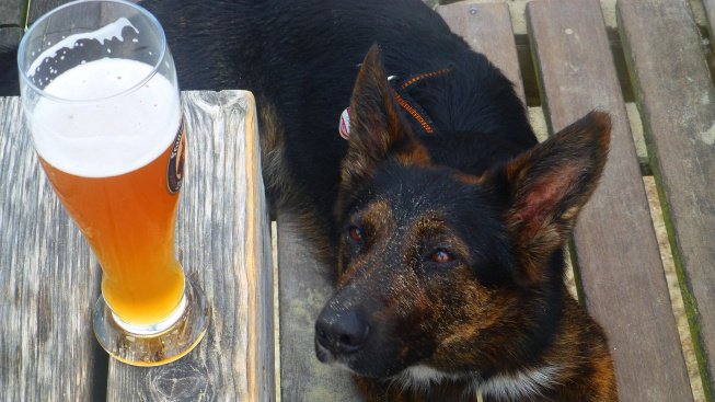 Otrava alkoholem u psa: S návštěvou veterináře neváhejte, roli hraje každá minuta