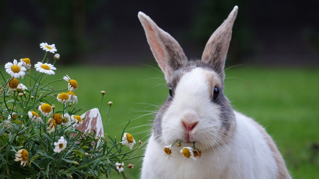 Kachexie: Když králík rychle ztrácí na váze