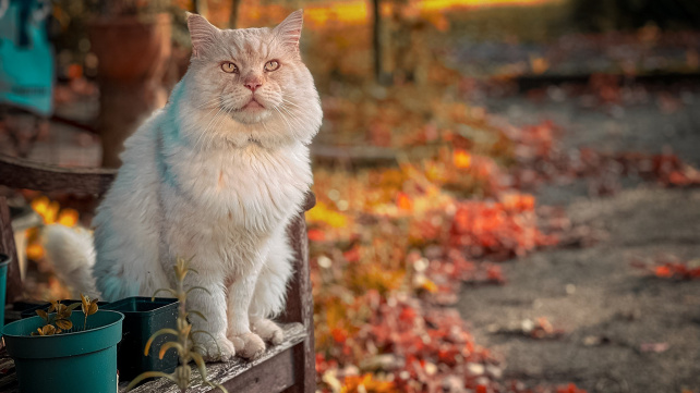 Devět největších kočičích plemen