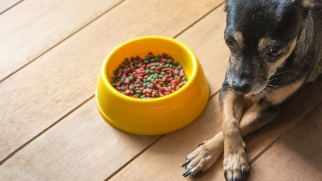 Je „prošlé“ psí žrádlo zdraví škodlivé?