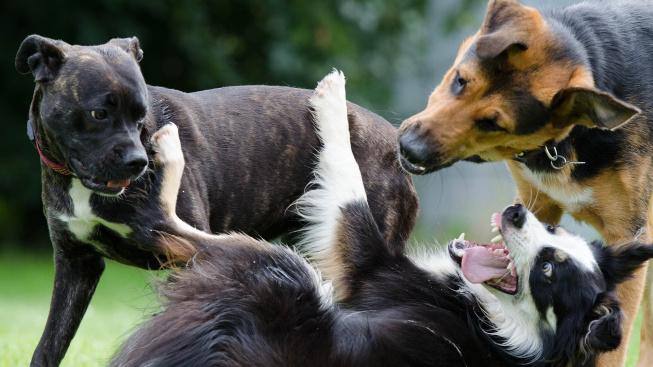 Za rozdíly v chování psích plemen může genetika