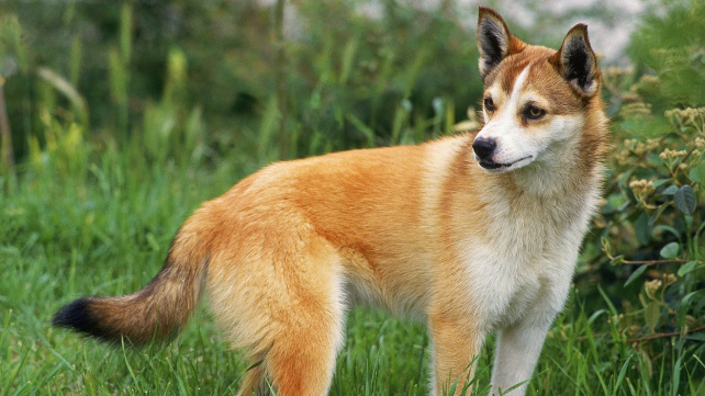 Norský lundehund - šestiprstý lovec papuchalků