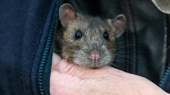 Spící ženě zachránila život její krysa. Upadlou hořící cigaretu odnesla do bezpečí