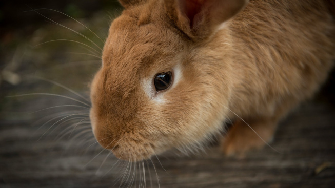 Co vám moč králíka řekne o jeho zdraví