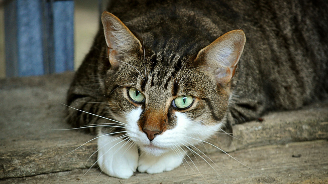 Kočka mžourá a přehnaně mrká? Ve hře je kočičí syndrom suchých očí