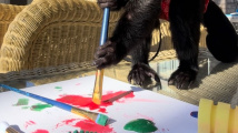 Opičí malíř Ohana