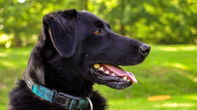 Když se psovi nedostává vzduchu a dusí se: Mohou mít psi astma?