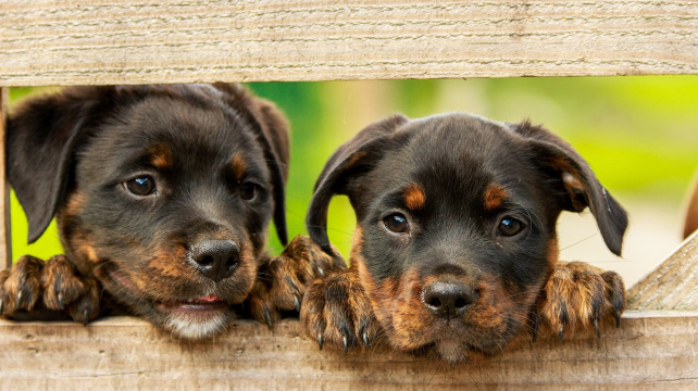 Skenování DNA štěňat může naznačit, jakou budou mít povahu