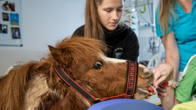 Poník Kulička pomáhá zlepšovat náladu pacientům v olomoucké nemocnici